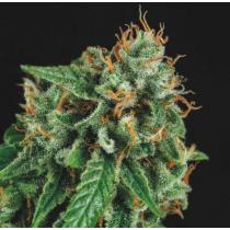 Tutankhamon x Gorila Glue (x5)